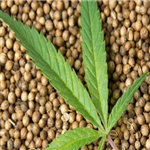 Hemp Seed Extract - Water Based