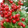 Hawthorn Berry Extract - Water Based