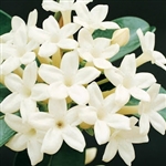 Jasmine Aroma - Oil Based