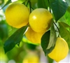 Lemon Aroma - Oil Based