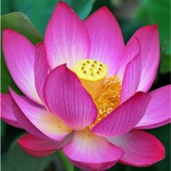 Lotus Extract - Water Based