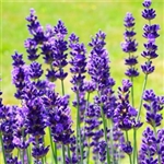 Lavender Aroma - Oil Based