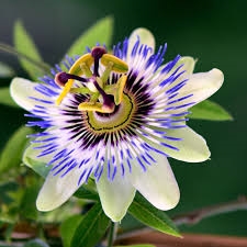 Passion Flower Extract - Water Based