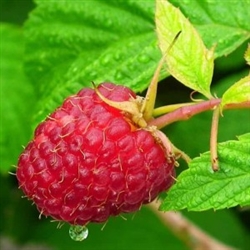 Raspberry Leaf Extract - Water Based