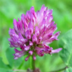 Red Clover Extract - Water Based
