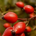Rosehip Extract - Water Based