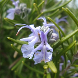 Rosemary Butter