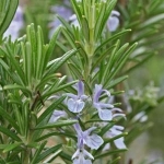 Rosemary Extract - Water Based