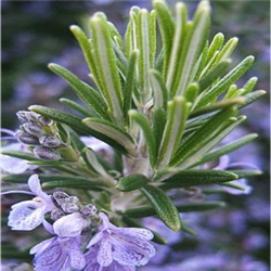 Rosemary Extract - Water Based