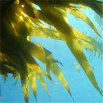 Sea Kelp Extract - Water Based
