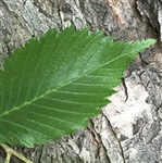 Slippery Elm Bark Extract - Water Based