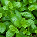 Spearmint Leaf Extract - Water Based