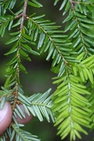 Spruce Essential Oil