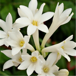 Tuberose Aroma - Oil Based