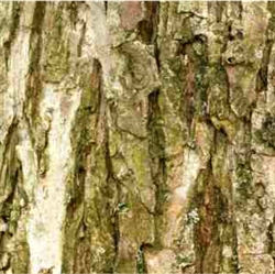 Willow Bark Extract - Water Based