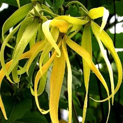 Ylang Ylang Aroma - Oil Based