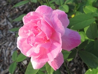 Alice Hamilton roses