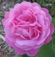 Anna de Deisbach roses