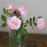 Anne Belovich roses