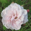 Arcata Pink Globe roses