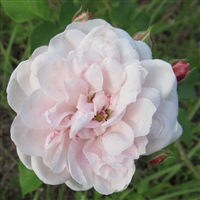 Arcata Pink Globe roses