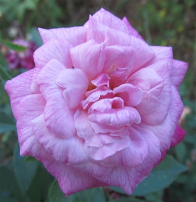 Archduke Charles roses