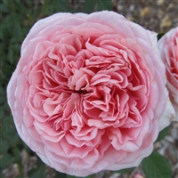 AUScot Roses