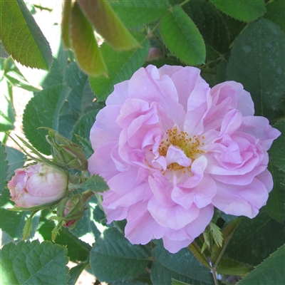 Autumn Damask roses