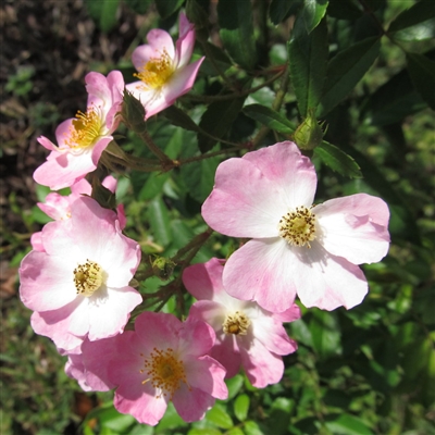 Ballerina Roses