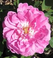 Barbara's Pasture Rose