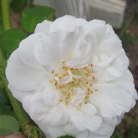 Barfield White Climber roses