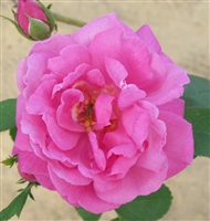 Baronne Prevost roses