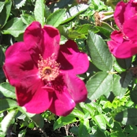 Basyes Purple Rose
