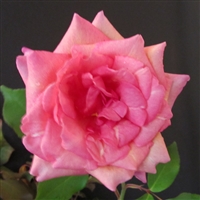 Beaute Inconstante Roses