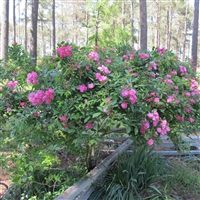 Belinda roses