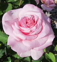 Belinda's Dream roses