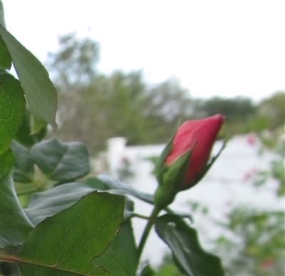 Bishop Darlington roses