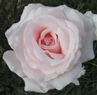 Bride's Dream roses