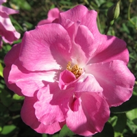 Camelia Rose roses