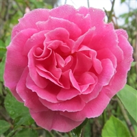 Carnation roses