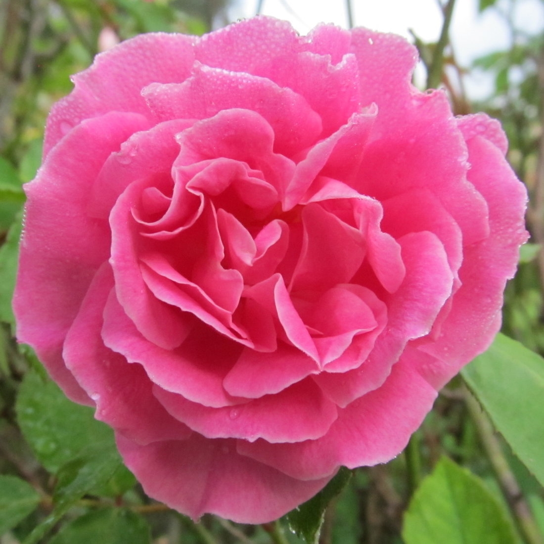 Medium Pink Carnation rose plants
