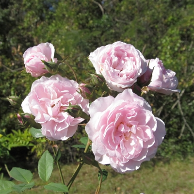 "Cato's Cluster" roses
