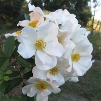 Clair Matin roses