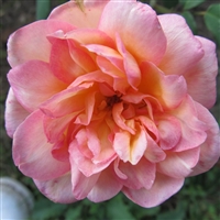 Clementina Carbonieri roses