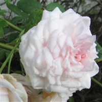 Clotilde Soupert, Climbing Roses