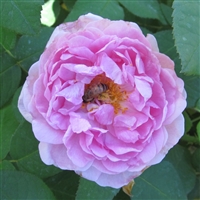 Comte de Chambord Roses