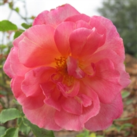 Comtesse du Cayla roses