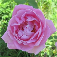 Conrad Ferdinand Meyer roses