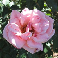 Creekside Manor Tea Roses