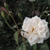 Devoniensis Roses